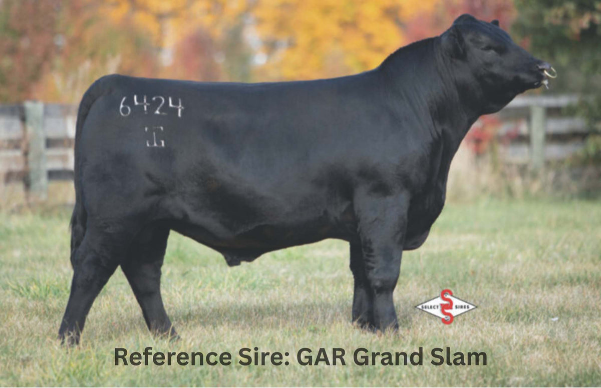 44 Pride 0463 donor sired with GAR Grand Slam from 44 Farms