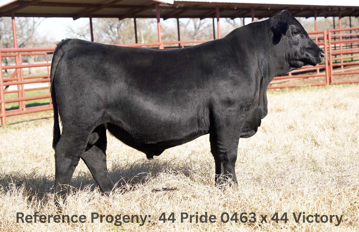 44 Pride 0463 donor sired with 44 Victory from 44 Farms