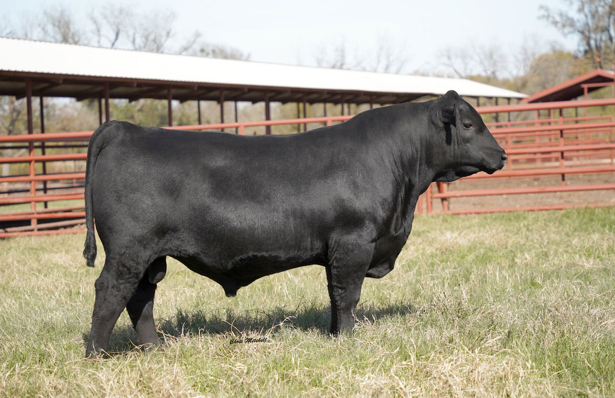 44 Old Faithful 4458 bull semen from 44 Farms