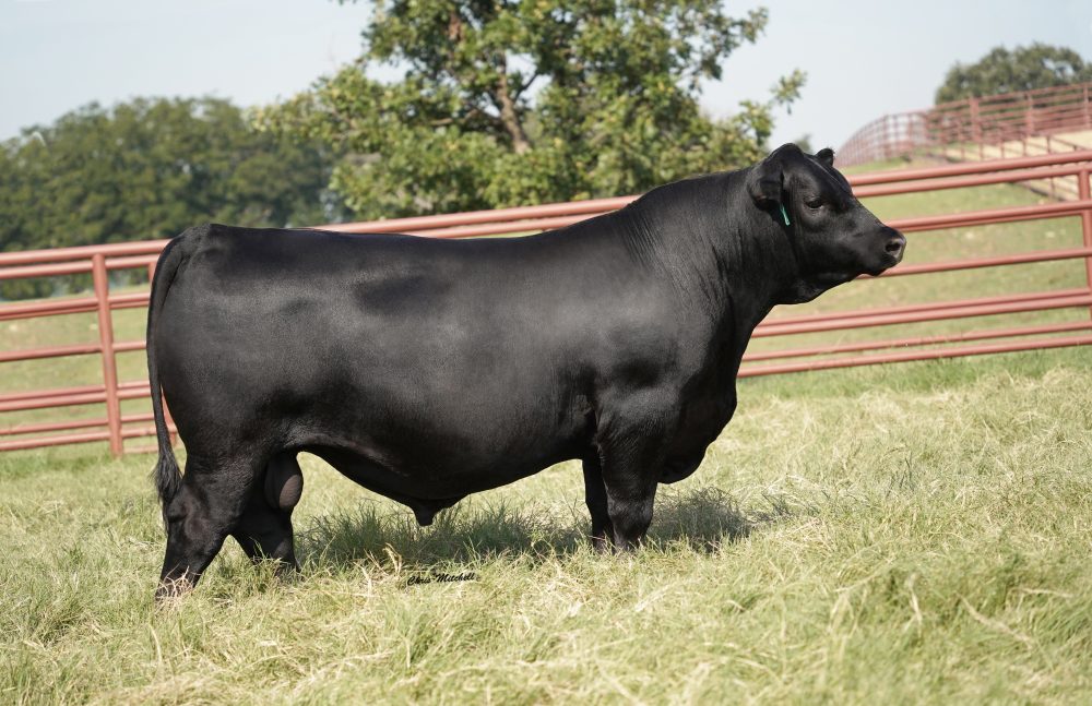 44 Crowning Glory 893 bull semen from 44 Farms