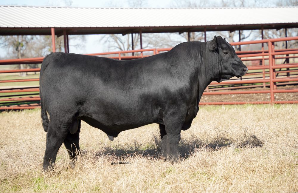 44 Fully Committed 2302 registered angus bull semen from 44 Farms