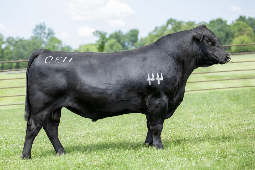 44 Good News 1130 bull semen from 44 Farms