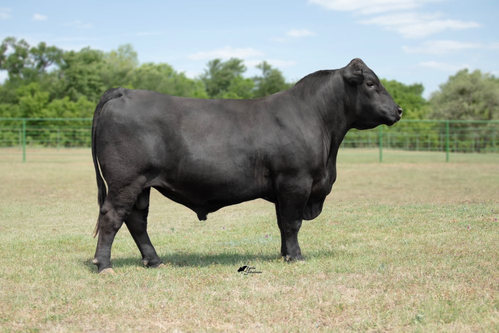 44 LoCash K103 bull semen from 44 Farms