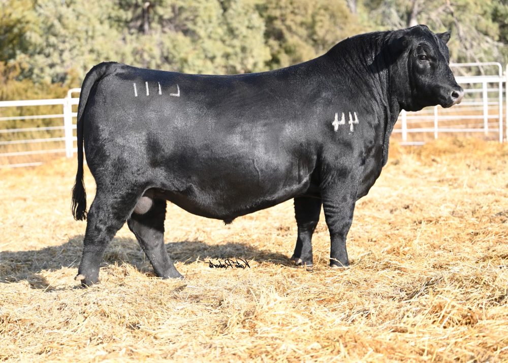 44 Thunderball L111 elite growth angus bull semen from 44 Farms