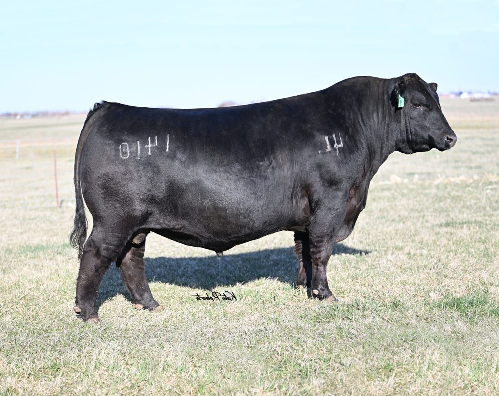 44 Victory bull semen from 44 Farms