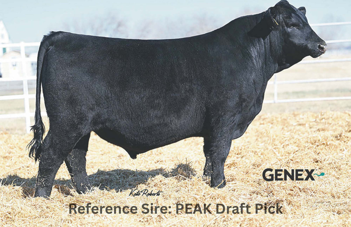 44 Pride 0463 donor sired with PEAK Draft Pick from 44 Farms