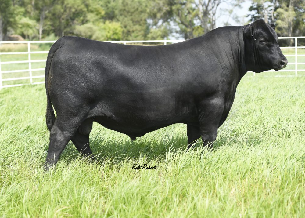 44 First Pitch 175H bull semen from 44 Farms
