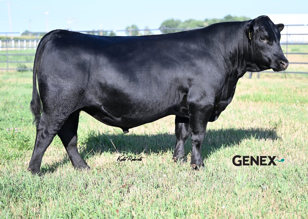 44 Lexington bull semen from 44 Farms