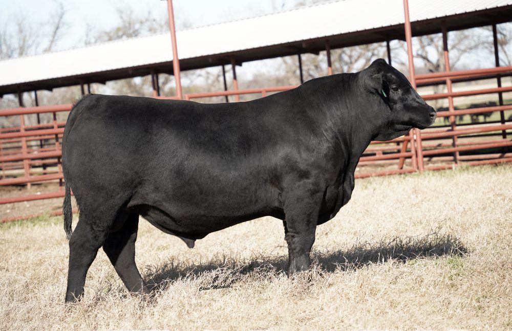 44 Major Gaines L932 multi-trait angus bull semen from 44 Farms