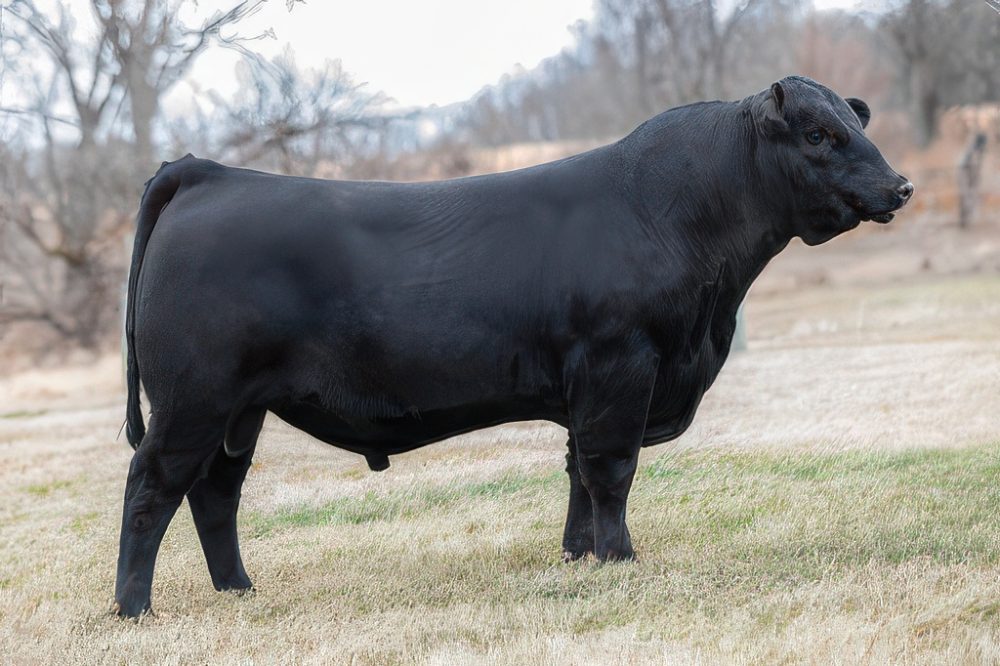 44 New Heights calving ease bull semen from 44 Farms