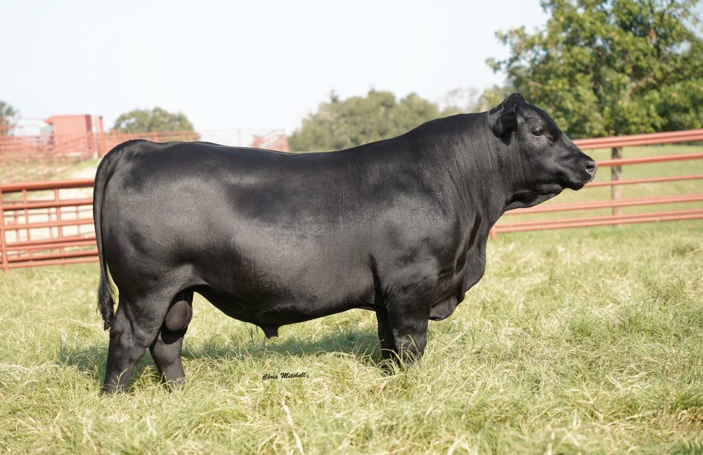 44 Noble Gains L909 bull semen from 44 Farms