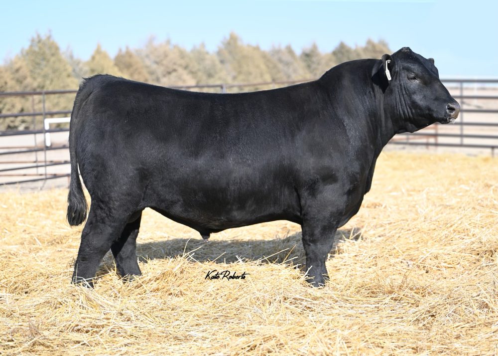 44 Right Kind 1771 bull semen from 44 Farms