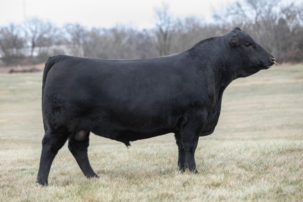 44 Transparency bull semen from 44 Farms